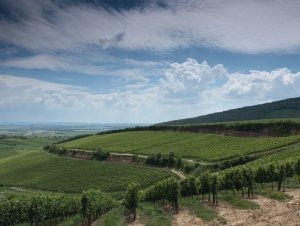 Magyarország 10 legszebb szőlőbirtoka között a Bock Pince