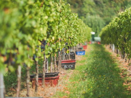 Bock Winery - Harvest