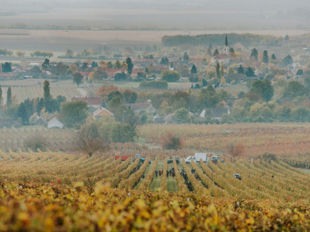 Bock Winery - Harvest