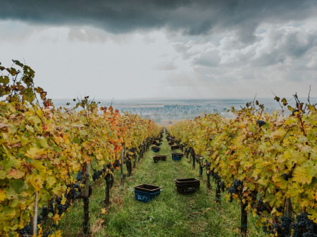 Bock Winery - Estate.